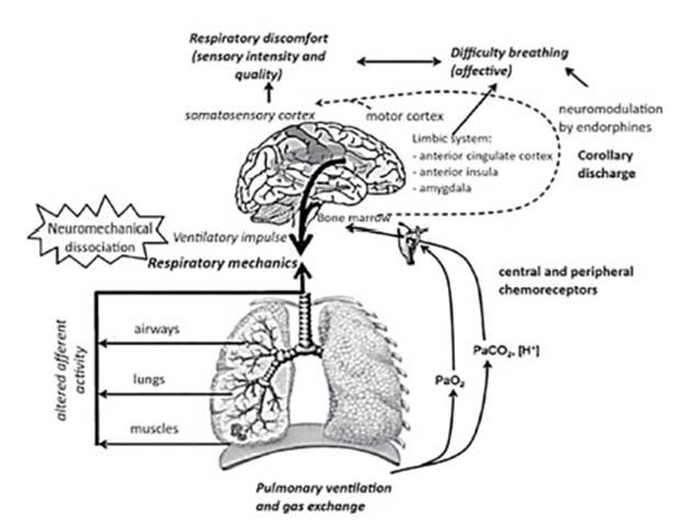 RAMR - Volume 24 Number 1 - Series on Dyspnea. Part 4. A Sensory and ...